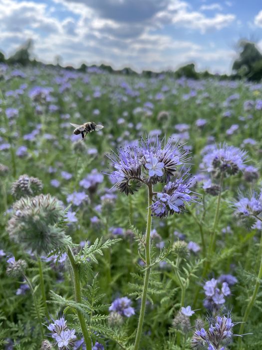 Мед 2025 року.