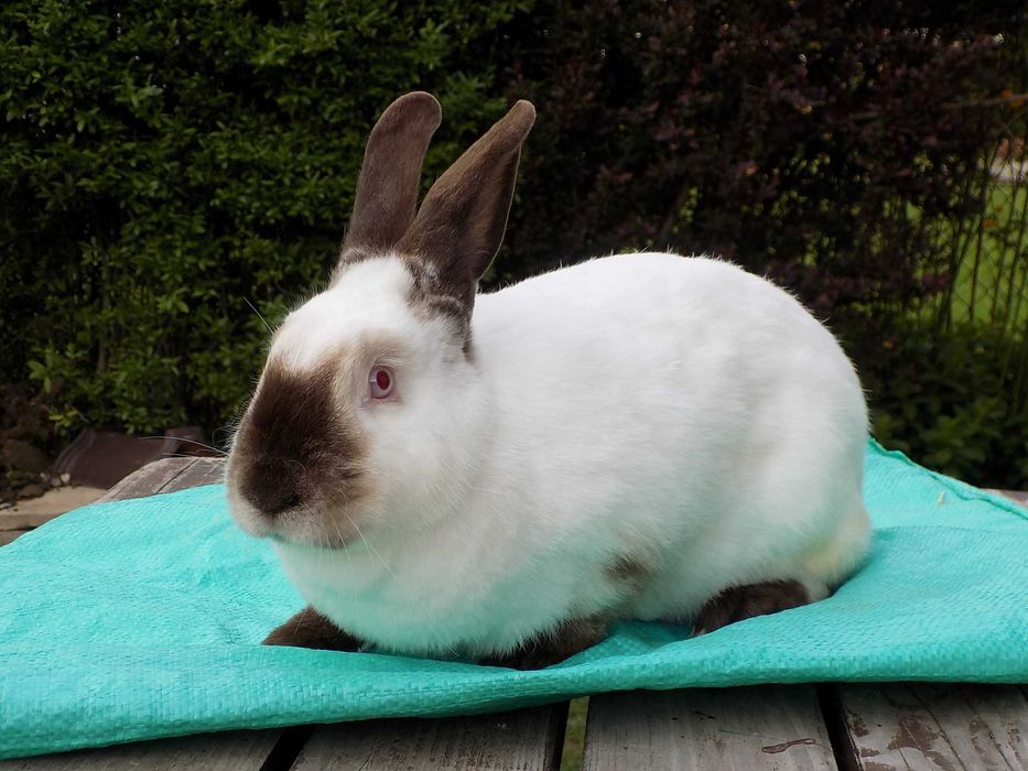 Sprzedam króliki rasy Kalifornijskiej