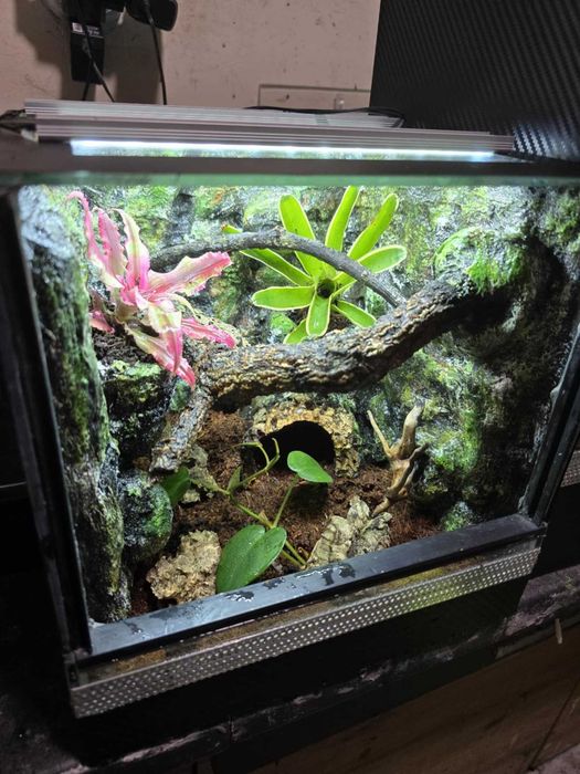 Terrarium tropikalne 25x25x25 dla ptasznika