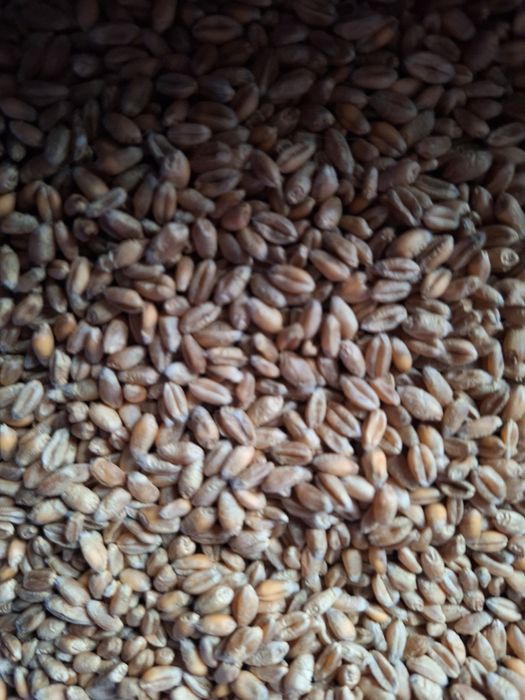 Pszenica euforia 500kg  wyczyszczona