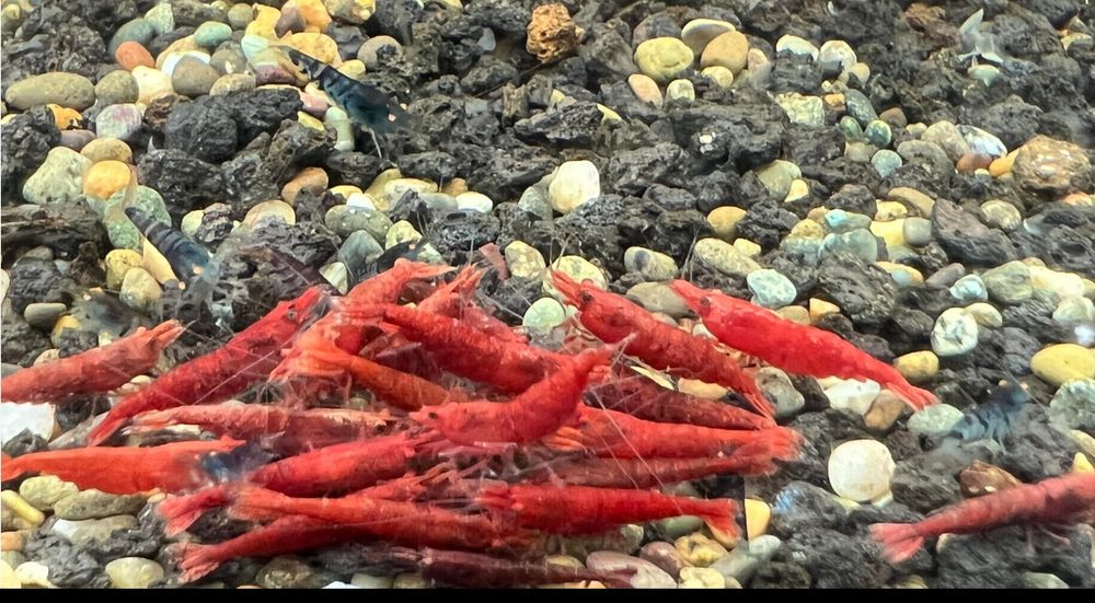 Red Fire Neocaridinas