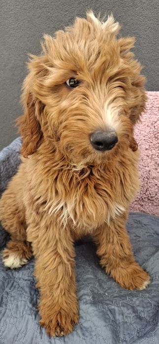 Goldendoodle f1 standard