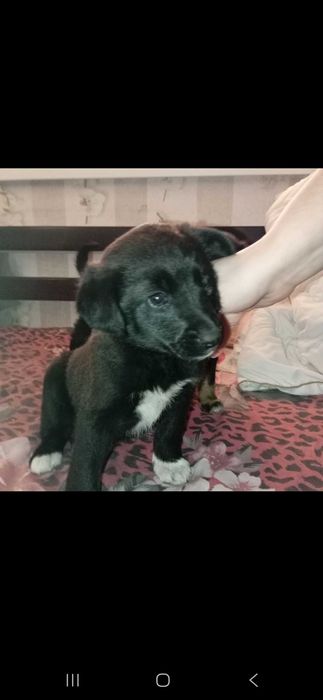 Віддам собачку .