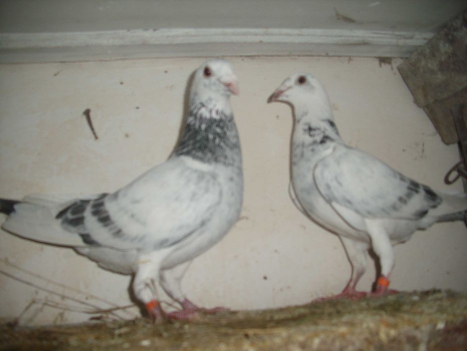 golebie pocztowe samiec szymel  - nr1