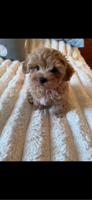 Продам цуценя Мальтипу