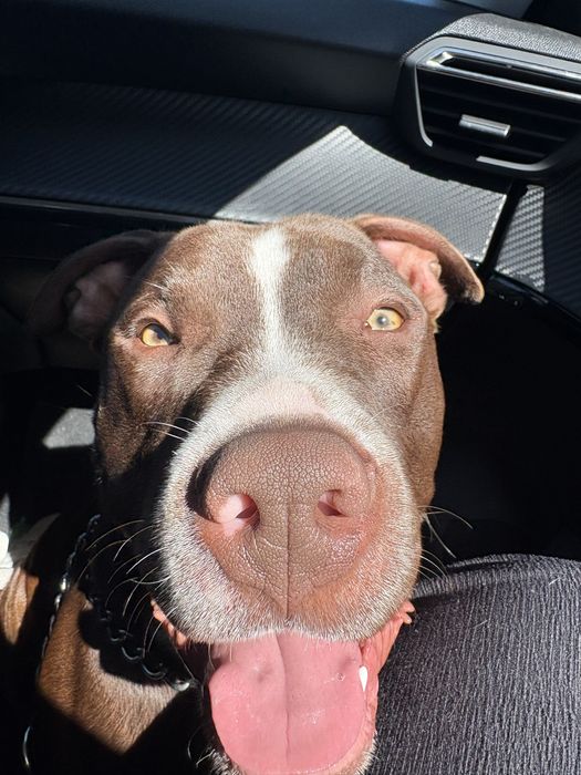 Cadu está a procura de uma namorada