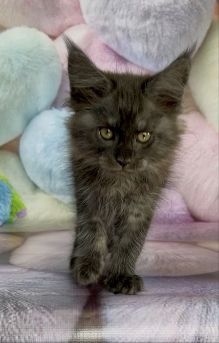Кошенята Мейкун в модних окрасах!