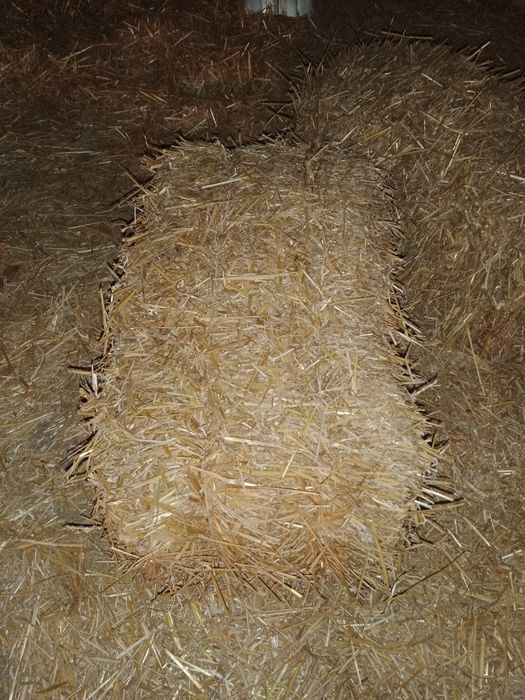 Słoma pszenna i owsiana.