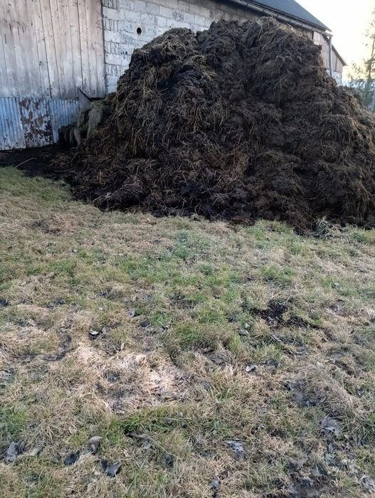 Obornik bydlęcy krowi nawóz