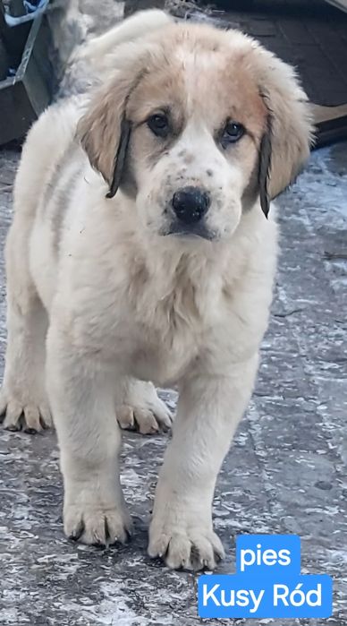 Owczarek środkowoazjatycki FCI