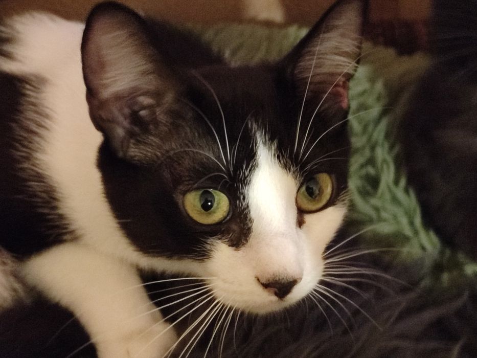 Котячі діти в хороші руки