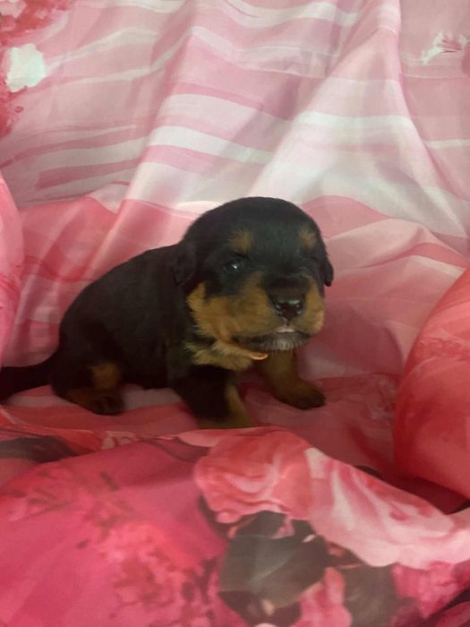 Rottweiler Suczka FCI