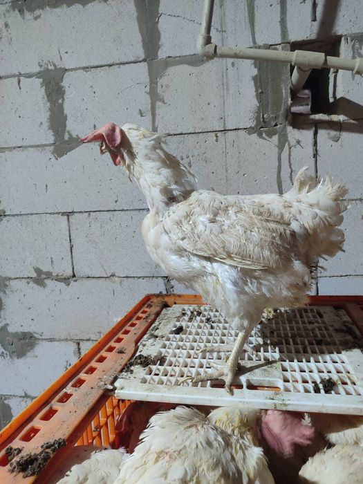 Продам кури несушки! Доставка безкоштовна. Літин!