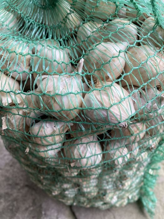 Часник домашній ярий