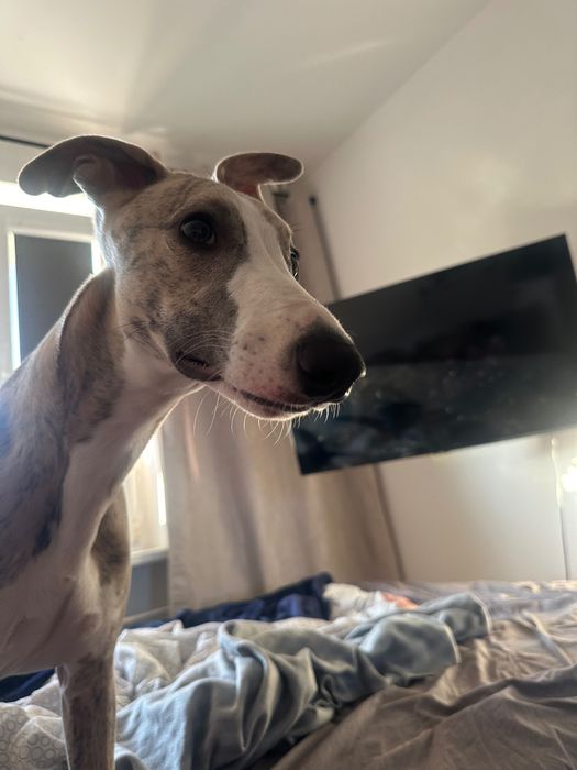 Himiros GINO whippet chłopiec do odbioru w połowie października