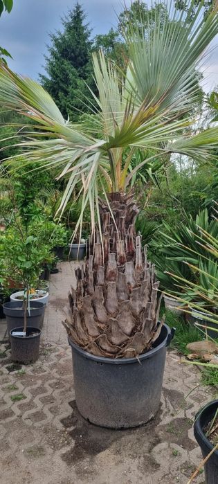 Palma waszyngtonia robusta yucca rostrata brahea armata pien 100cm dasylirion seratofolium pien 70,drzewo oliwne obwod pnia 140 cm  wys . 3m.