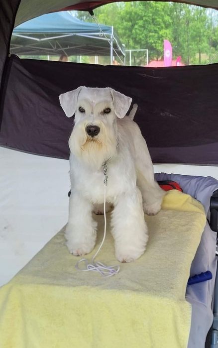 Sznaucer miniaturowy biały - RODOWÓD FCI !!!