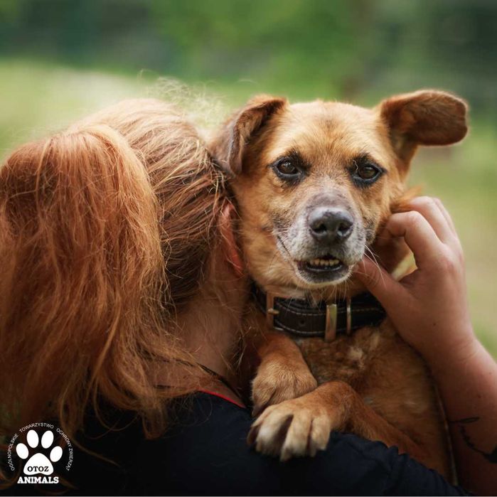 Archie - spokojny pies do adopcji!