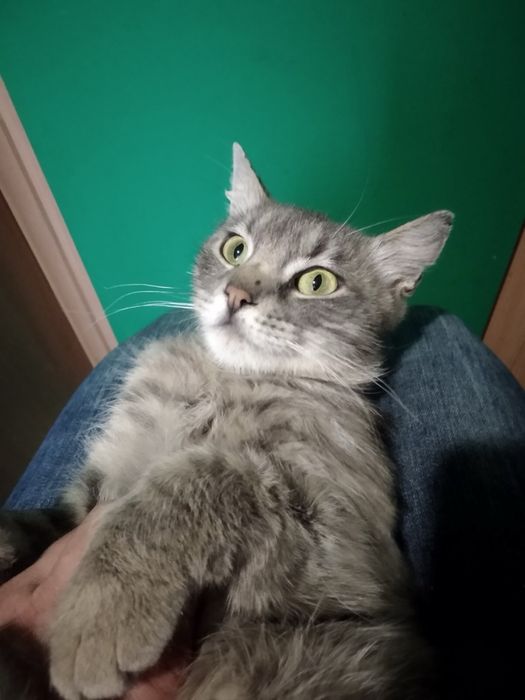 Котята в хорошие руки