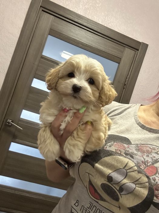 Карамельный мальтипу мальчик