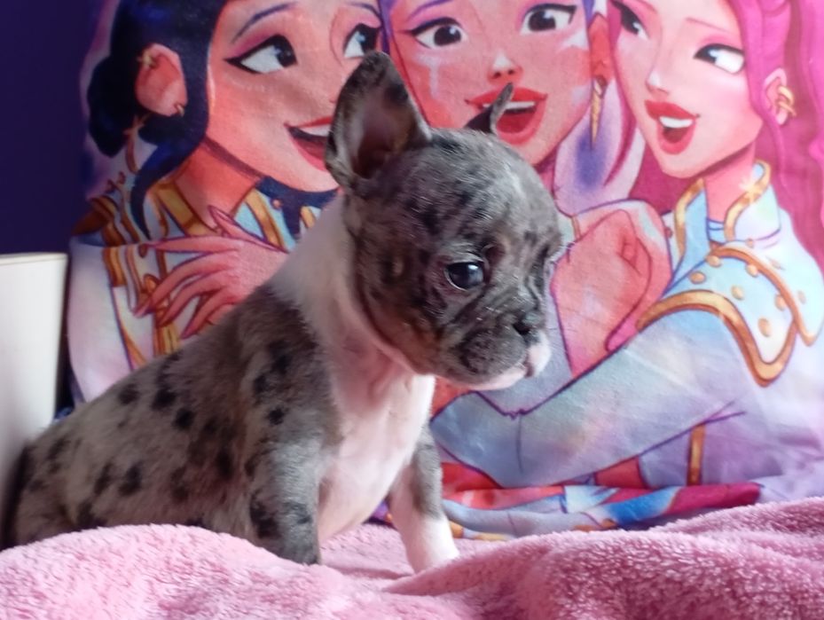 Девочка мерлешечка