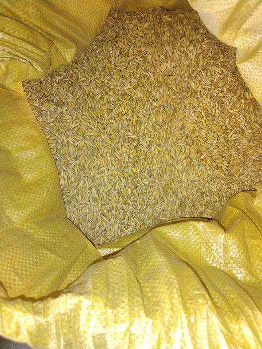 Mieszanka owies z jęczmieniem.