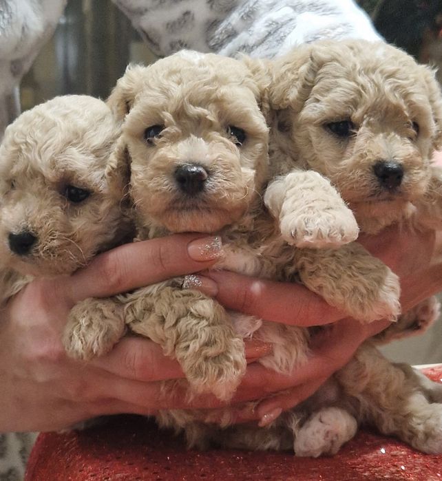 Малыши красавчики мальтипу