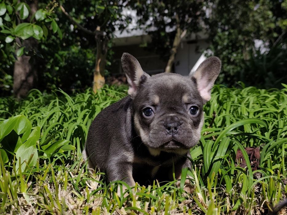 bulldog francês femea