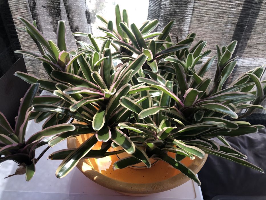 Bromelias neoregelias plantas com um rebento