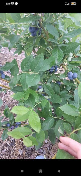 Borówka amerykańska, plantacja, krzewy