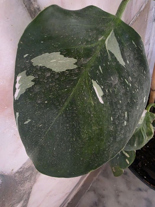 Philodendron White Wizard