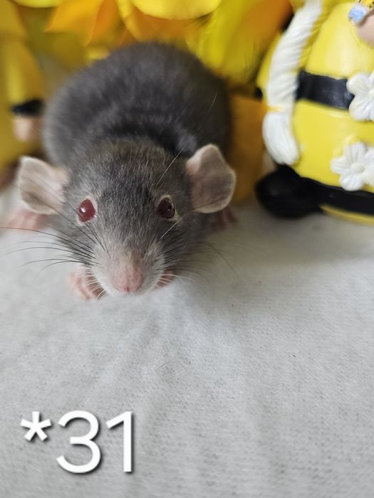 Szczur szczury szczurki