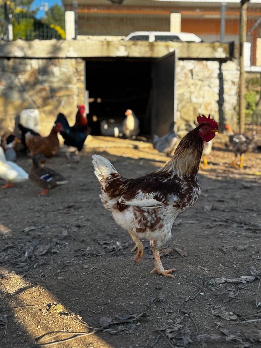 Galo jovem saudável e bonito