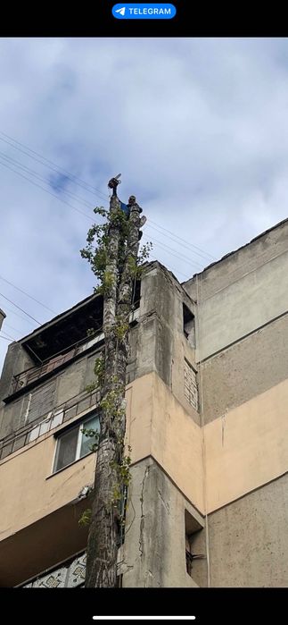 Спиливание , обрезка деревьев