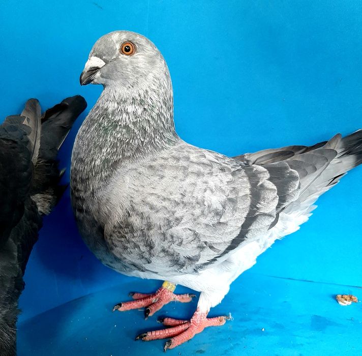 Giant Homer - Casal de pombos