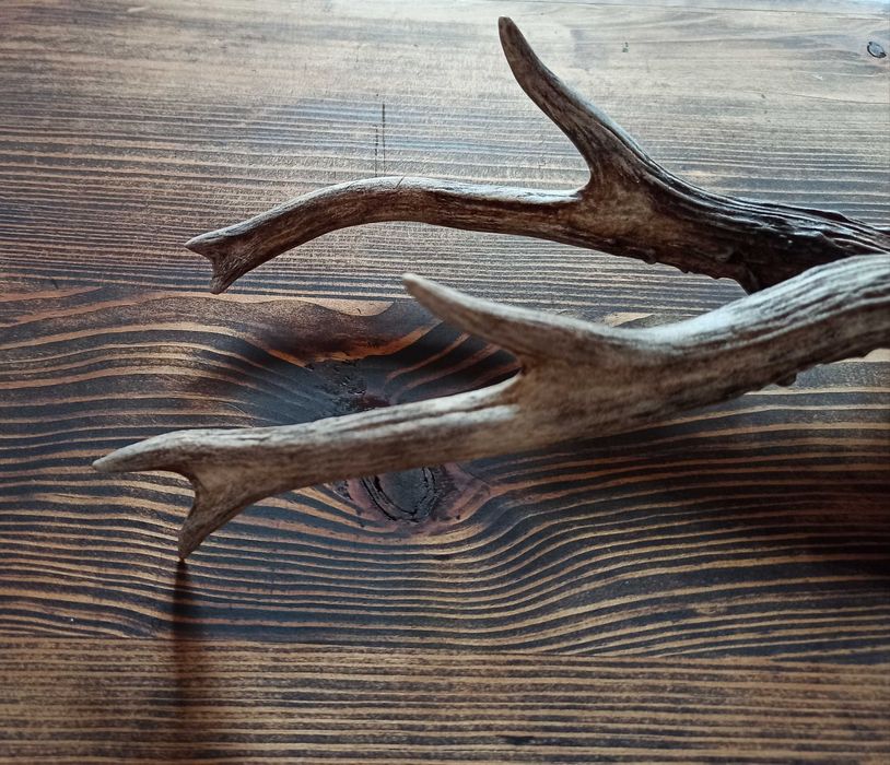 Parostki kozła, myłkus na desce, trofeum