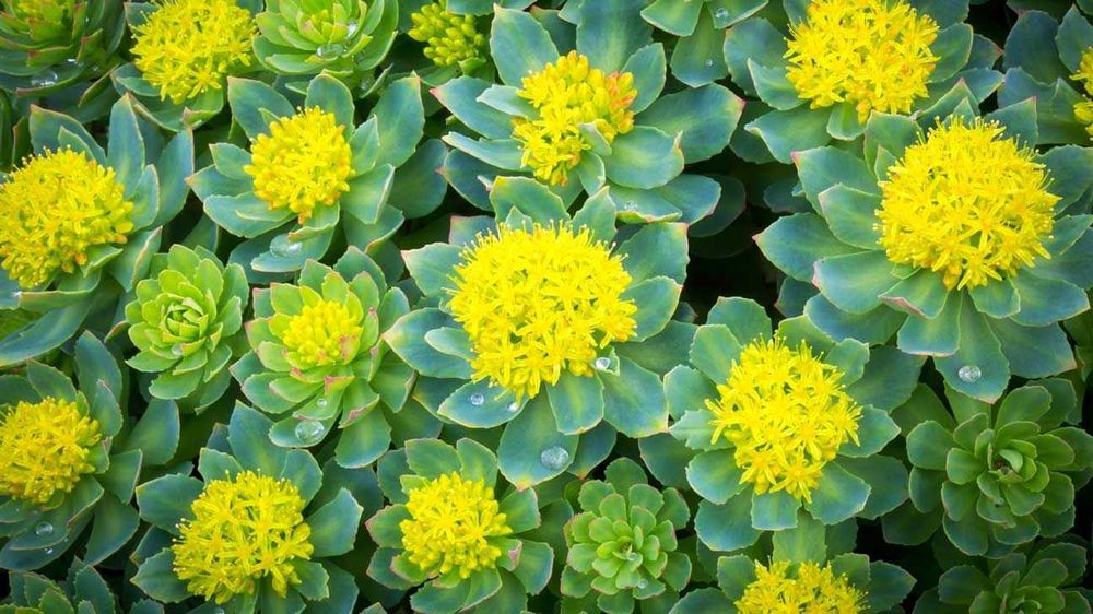 vendo 50 semente de Rhodiola
