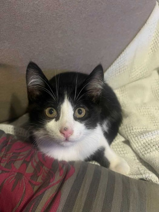 Котики в хорошие руки