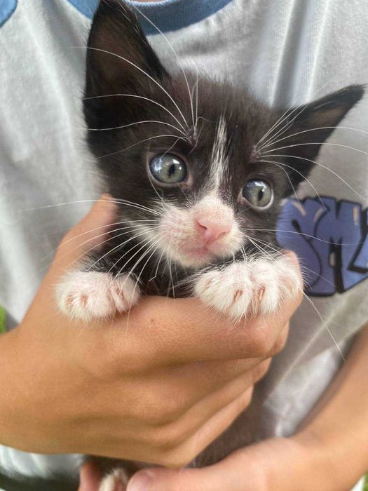 Кошенята Конотоп