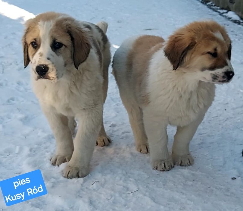 Owczarek środkowoazjatycki FCI