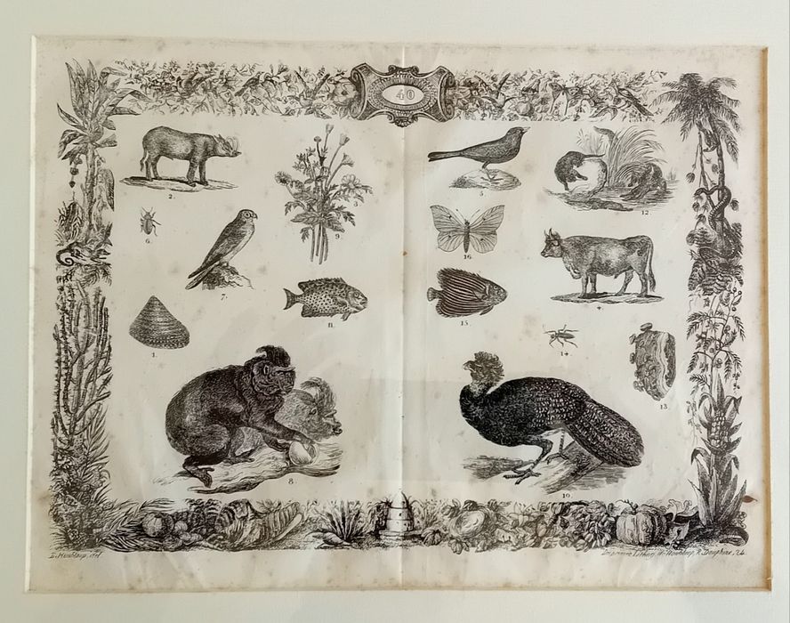 Gravura séc. XIX (Museu Pitoresco)