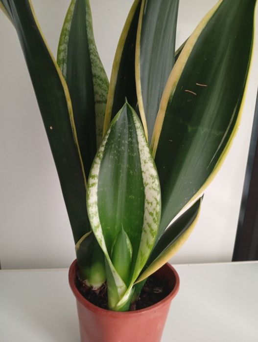 Сансавієрія домашня