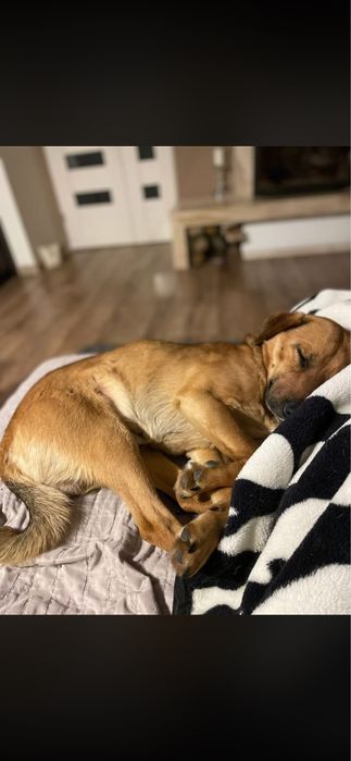 Młody psiak do adopcji!