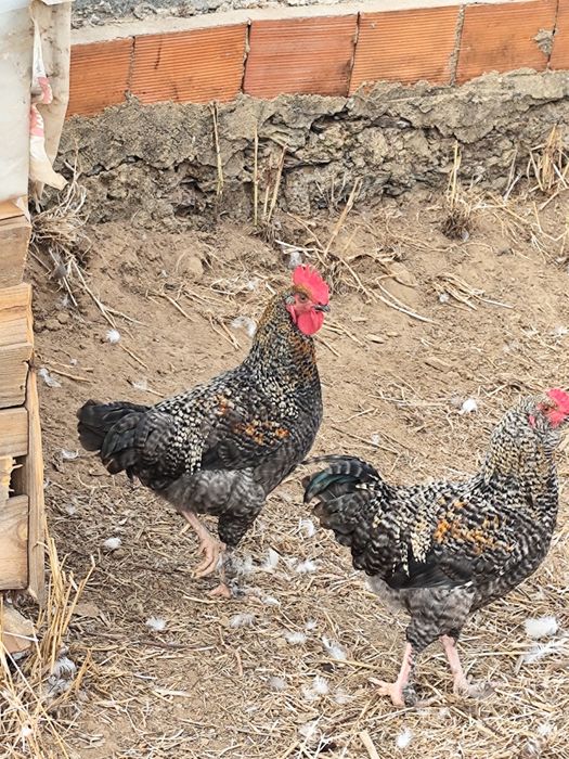 Casal olive egger