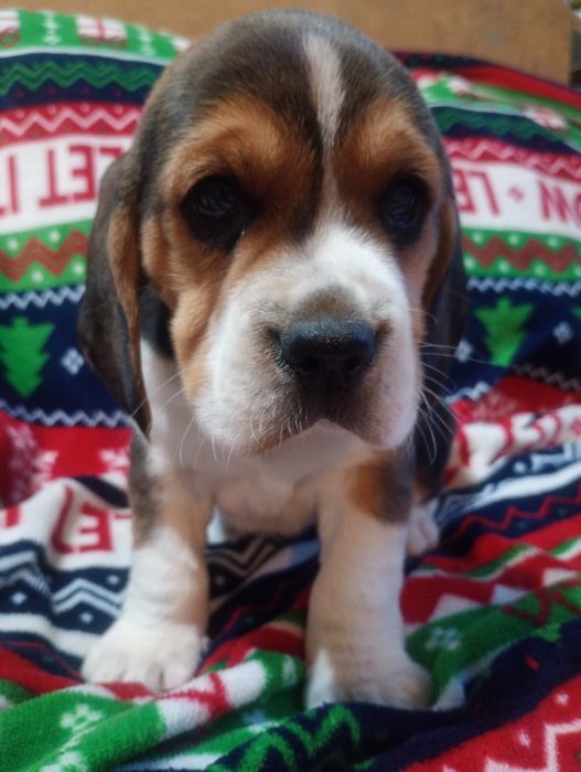 Piękna suczka Beagle