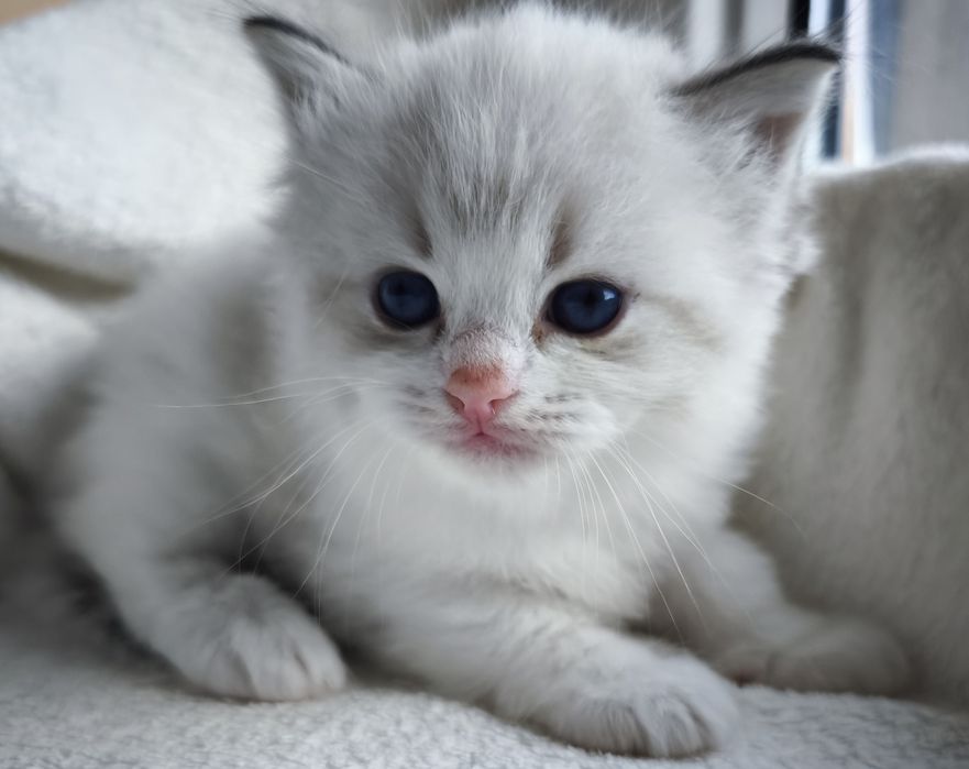 Kocurek Ragdoll z rodowodem do rezerwacji