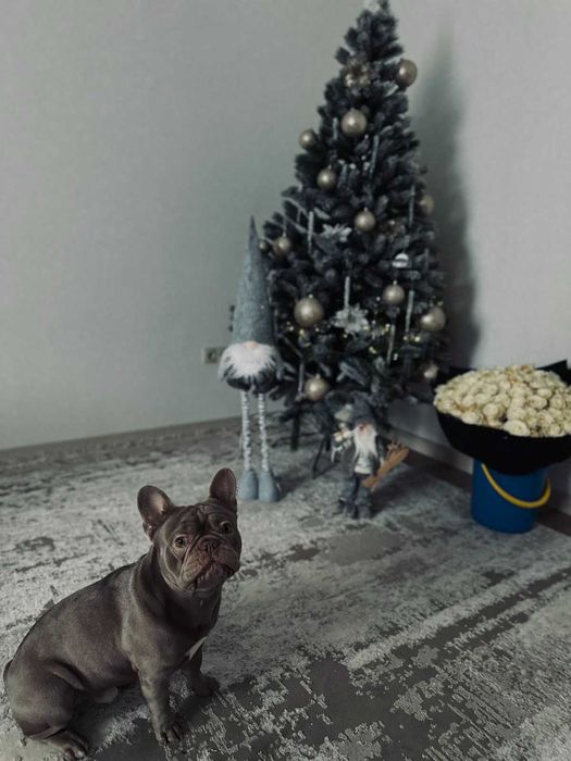 Вязка Французский бульдог