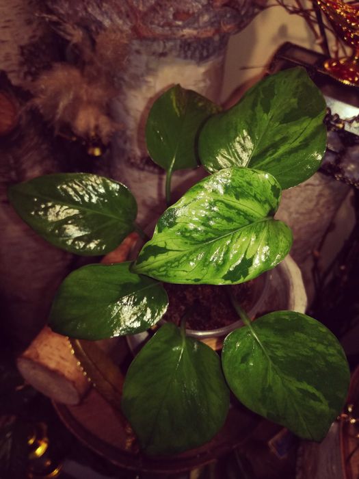 Epipremnum Pinnatum Victory Variegata albo monstera philodendron