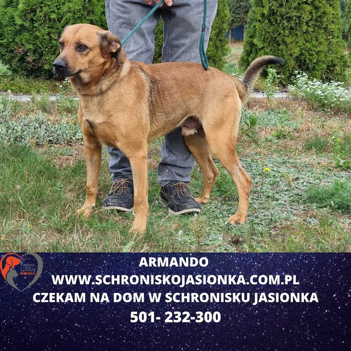 Armando w schronisku jasionka  aktualne