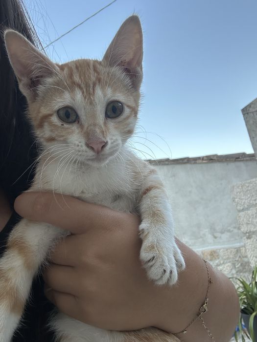 Gatinho macho laranja